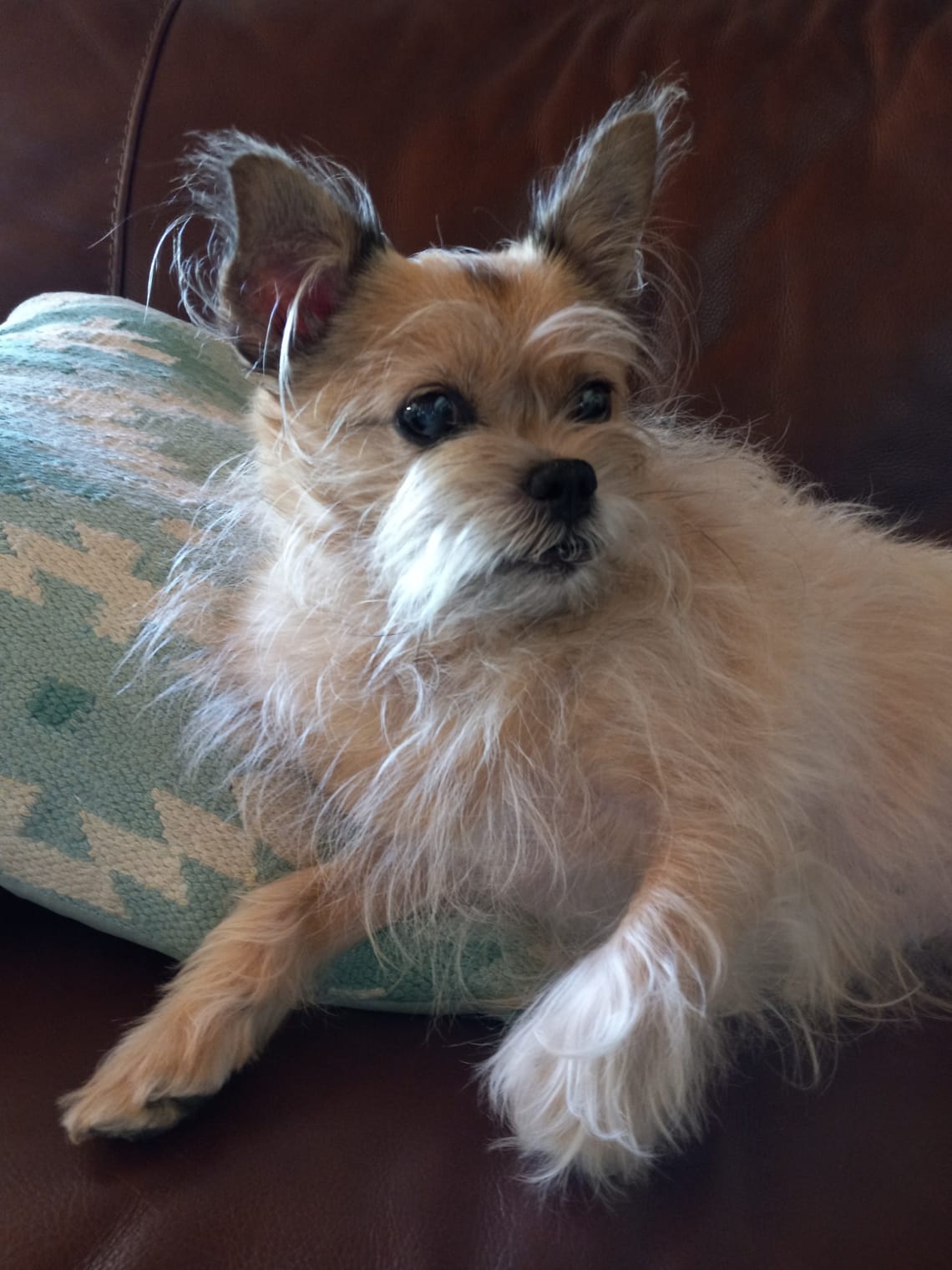 the adventurous little dog