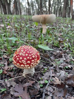 the mushrooms